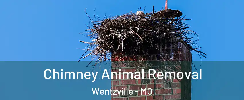 Chimney Animal Removal Wentzville - MO