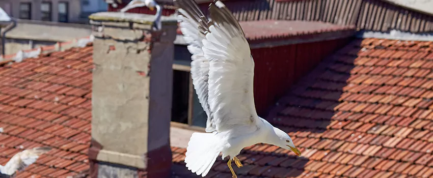 Residential Chimney Animal Removal Solution in Wentzville, MO