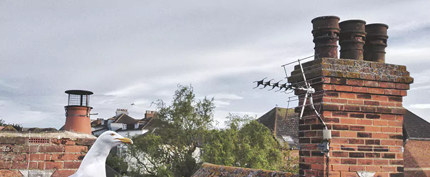 Chimney Cleaning And Restoration in Wentzville, Missouri